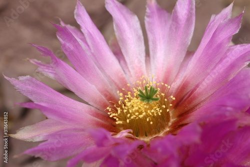 Pink  Hedgehog Cactus  flower  or Lace Cactus  in St. Gallen  Switzerland. Its Latin name is Echinocereus Reichenbachii var. Reichenbachii  native to southwest USA and northern Mexico.