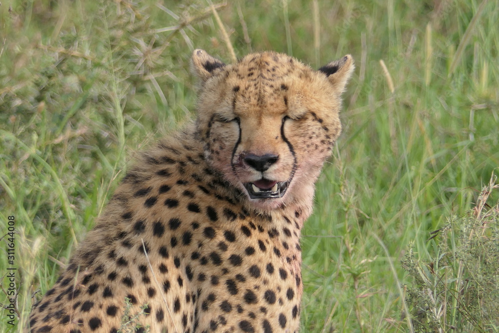 Sleepy cheetah close up in Serengeti, Tanzania, Africa Sleepy cheetah close up in Serengeti, Tanzania, Africa