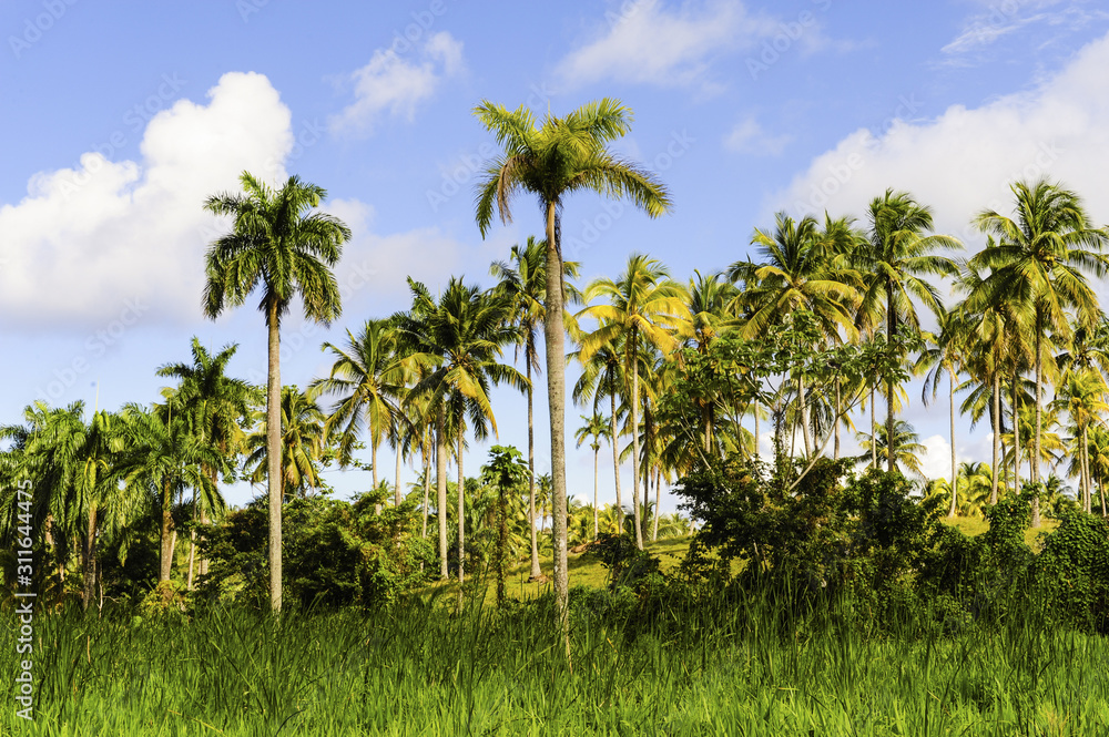 Naklejka premium Kuba, Guantanamo, Baracoa
