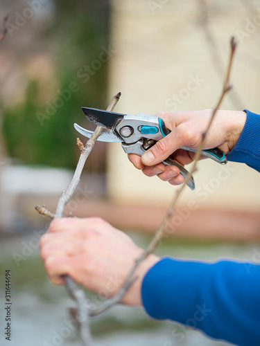 Close up of worker hands. The gardener cuts branches of bushes and trees in his garden.
