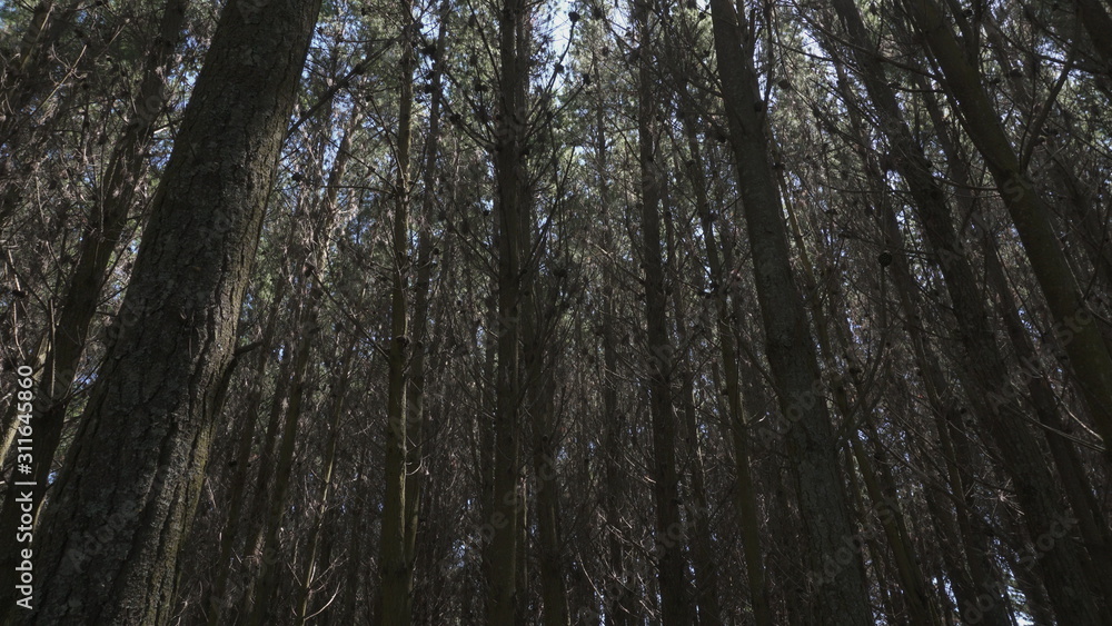 Fototapeta premium pradera