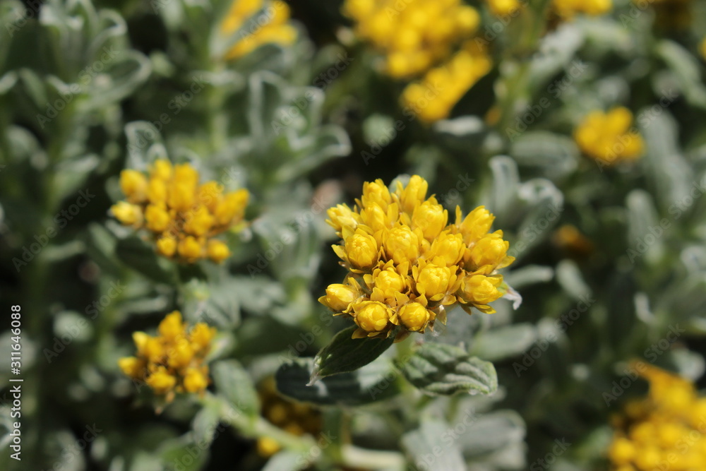Yellow Yellow