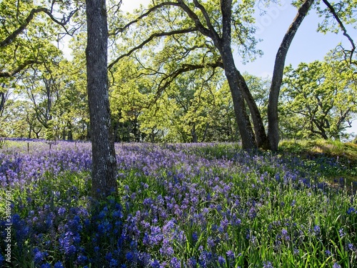 Wallpaper Mural Field of lupines Torontodigital.ca