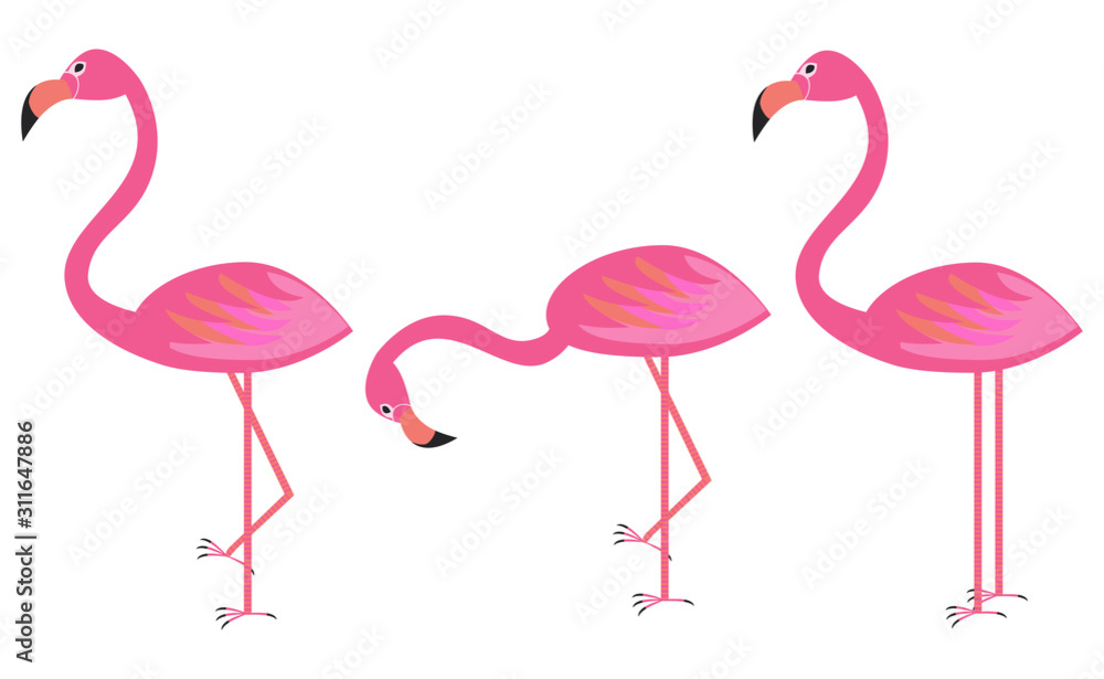 Obraz premium Three pink flamingos in a different poses on a white background