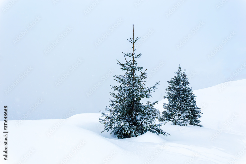 Obraz premium Simple winter scene with snow and two snow-covered fir trees against pastel blue background