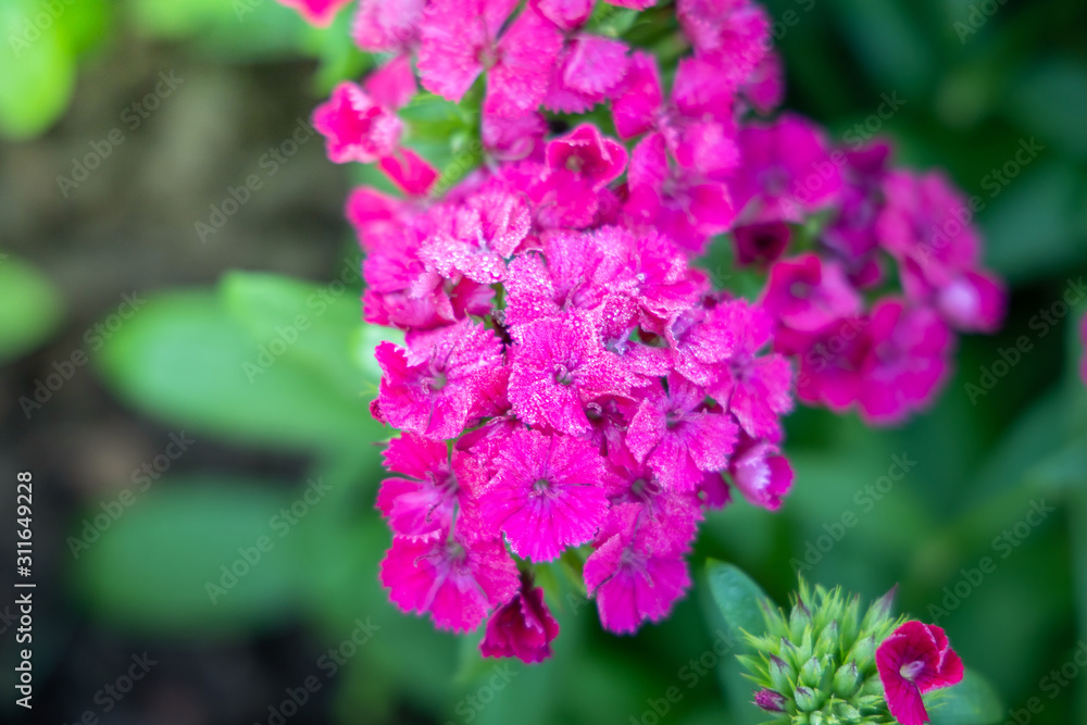 The background image of the colorful flowers The background image of the colorful flowers