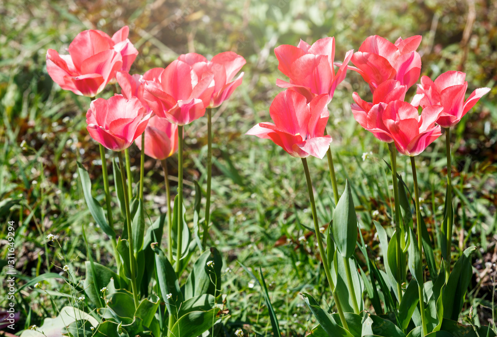 Field of pink tulips with selective focus. Spring, floral background. Garden with flowers. Natural blooming. Field of pink tulips with selective focus. Spring, floral background. Garden with flowers. Natural blooming.