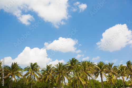 green palm and blue sky