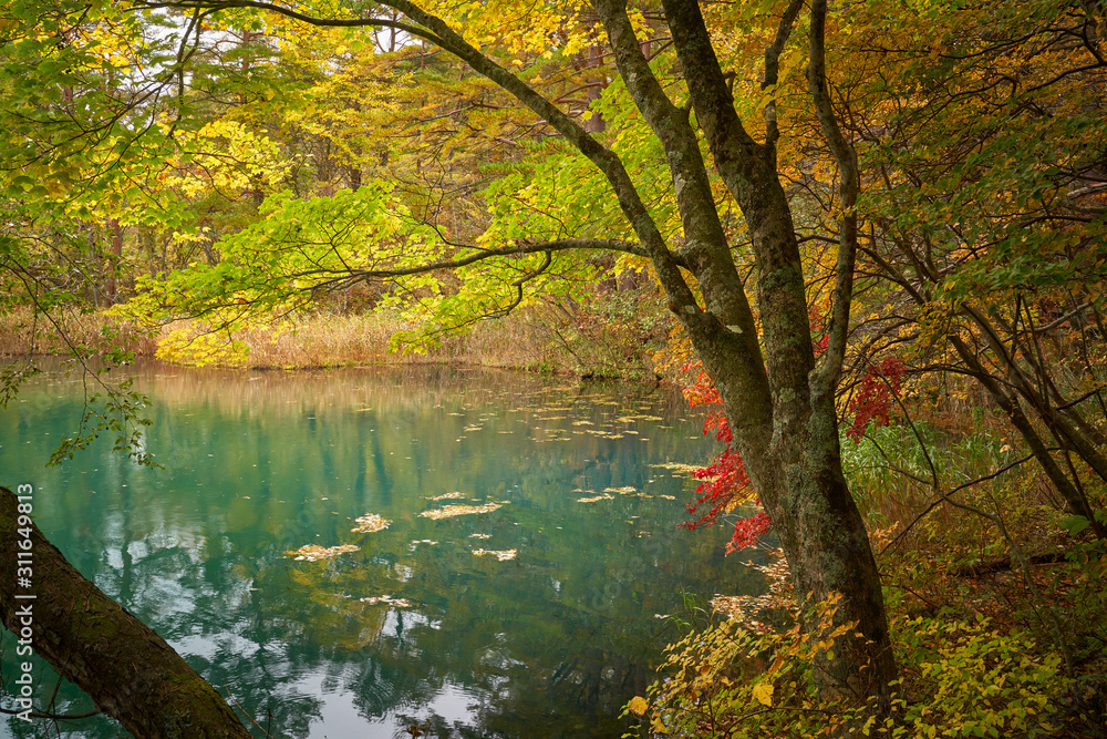 goshikinuma five color ponds in autumn season of fukushima goshikinuma five color ponds in autumn season of fukushima