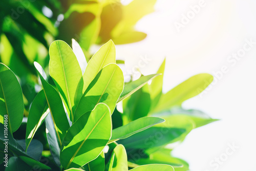 Natural green leaf on blurred sunlight  background in garden ecology fresh leaves tree close up beautiful plant in the nature forest