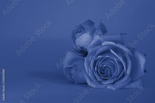 Three Roses greeting card toned trendy classic blue color of year 2020. copy space - Valentines and 8 March Mother Women's Day concept.