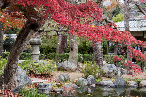 Autumn season colorful of leaves in Maruyama Park at Kyoto photo