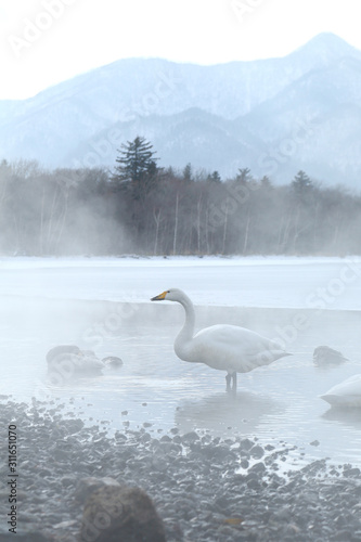 Fototapeta Naklejka Na Ścianę i Meble -  屈斜路湖の白鳥