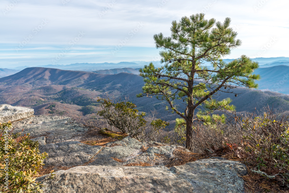 Middle pine tree growing on the edge of high cliff