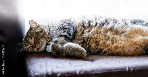 cat perfect dream Sleeping ginger cat Cute little cat