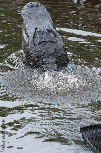 Fotografija A large American Alligator bellowing during the summer mating season