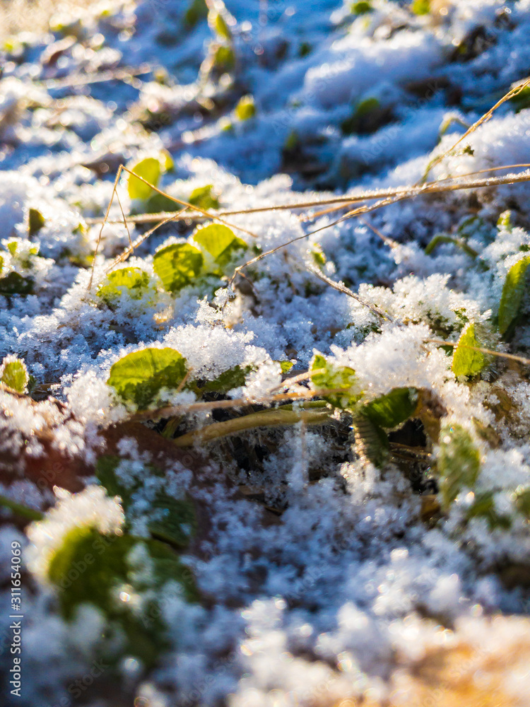 雪と霜が付いた草　植物　寒い　冬の朝