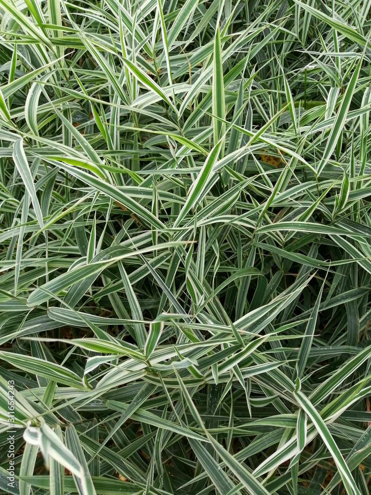 dew on grass