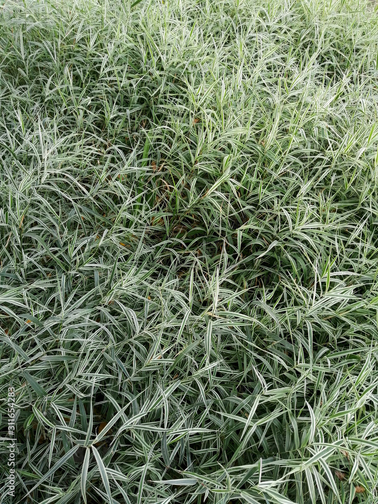background of grass background of grass