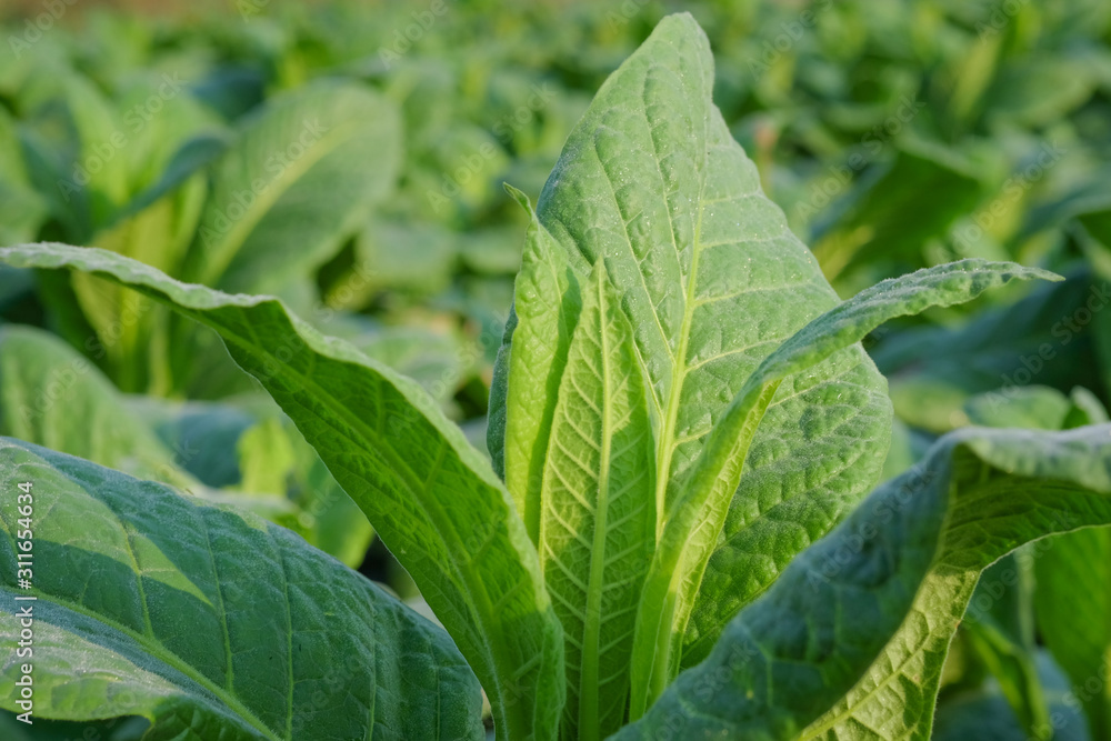 Blooming tobacco plants with leaves. Green leaf tobacco. Tobacco big leaf crops growing in tobacco plantation field. Blooming tobacco plants with leaves. Green leaf tobacco. Tobacco big leaf crops growing in tobacco plantation field.