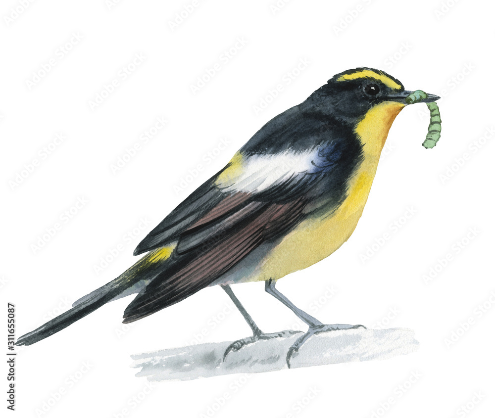 Fototapeta premium Isolated drawing of a bird on a white background. Watercolor illustration of a bird. Drawn bird with a worm in its beak..