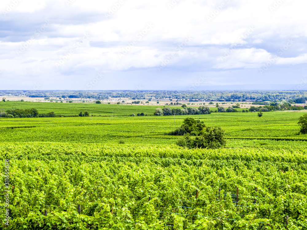 Weinbauregion Elsass, Alsace, Frankreich, Elsass