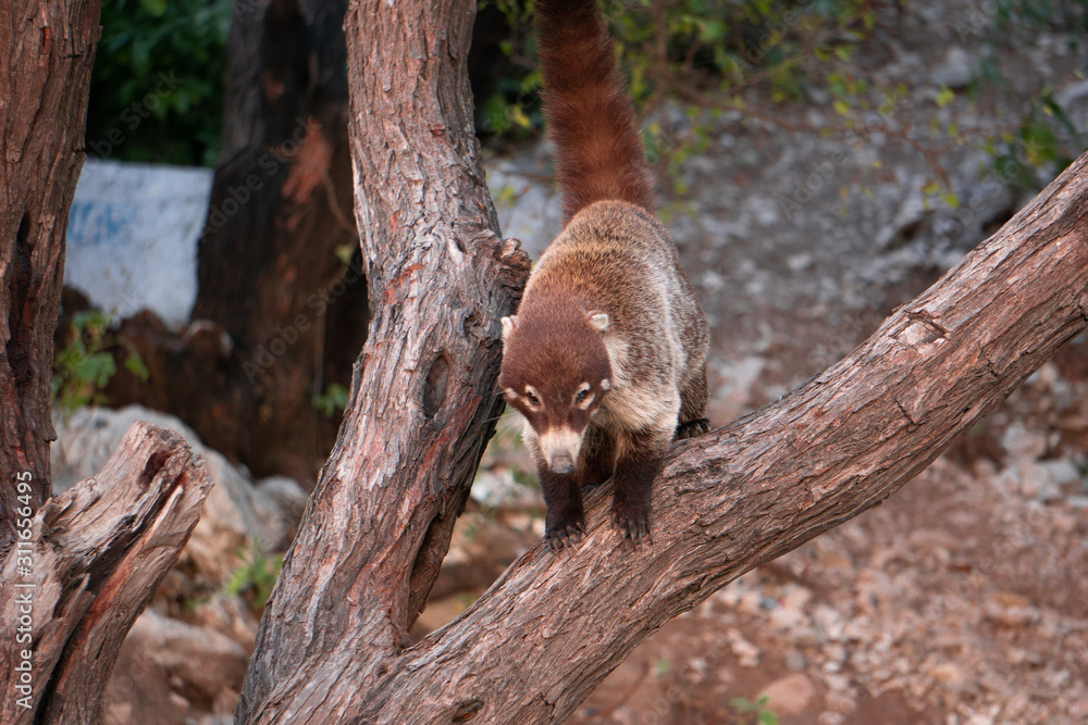 A wild animal hanging on a tree A wild animal hanging on a tree