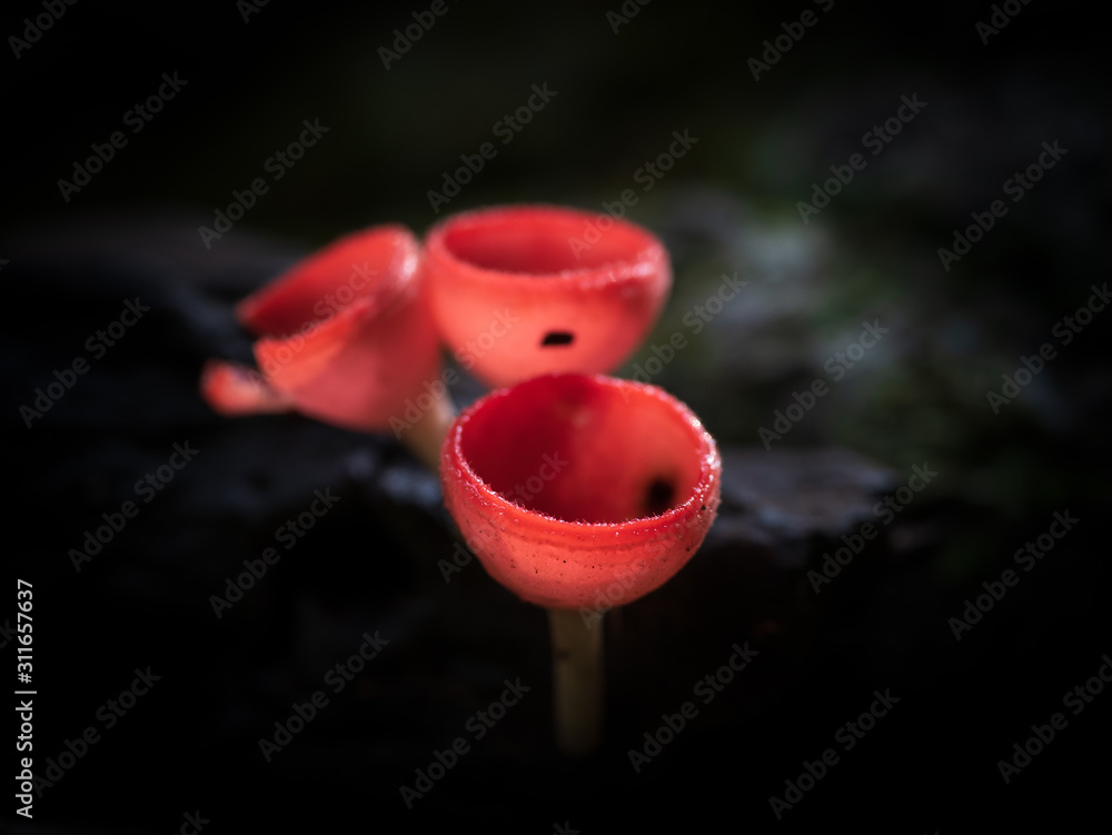 Fungi cup red mushroom champagne cup or pink burn cup on decay wood in forest. Fungi cup red mushroom champagne cup or pink burn cup on decay wood in forest.