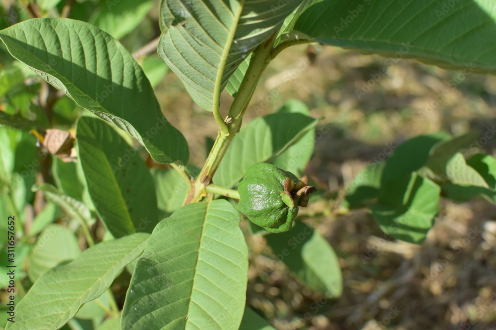 Guava fruit on tree.