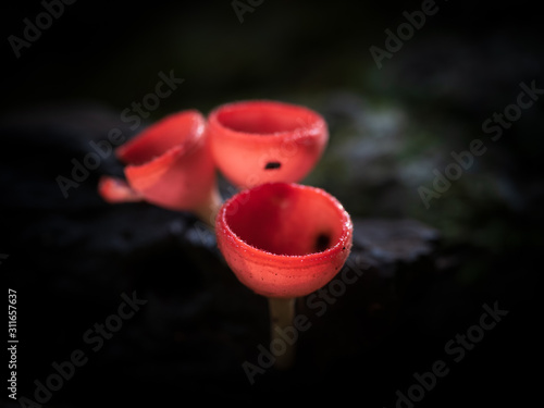 Fungi cup red mushroom champagne cup or pink burn cup on decay wood in forest. photo