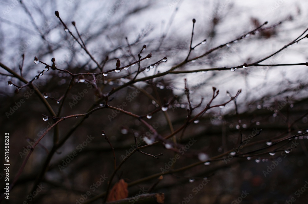 rain drops on the tree rain drops on the tree