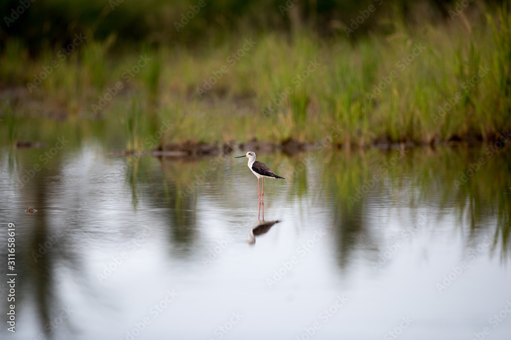 Closeup Black winged stilt, low angle view, side shot, foraging food in the morning on the shallow water of wild marsh in nature of tropical moist forest in southern Thailand.