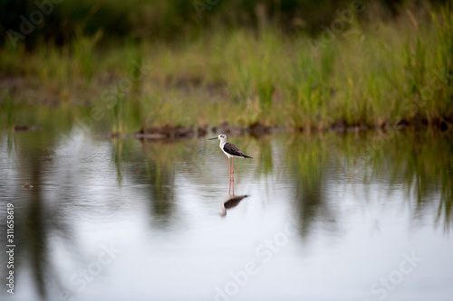 Closeup Black winged stilt, low angle view, side shot, foraging food in the morning on the shallow water of wild marsh in nature of tropical moist forest in southern Thailand.