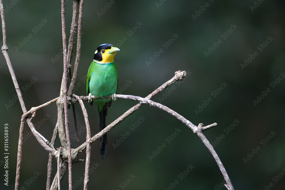 Beautiful adult Long-tailed broadbill, high angle view, front shot, perching on the curve branch in the nature of tropical moist forest, in the jungle of Thailand.