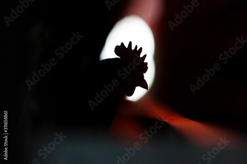 Close-up. The head of a rooster with a crest at the poultry farm.