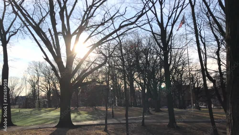 Beautiful view on the trees with sun in the park Beautiful view on the trees with sun in the park