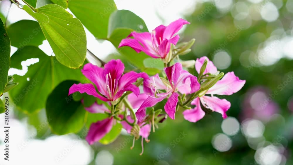 Beautiful blossom Bauhinia purpurea in the park. 4K footage. Beautiful blossom Bauhinia purpurea in the park. 4K footage.
