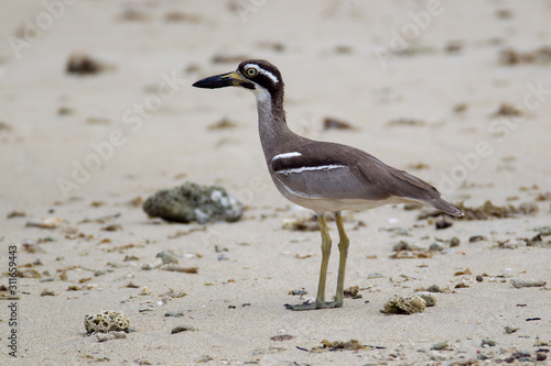Closeup, the shorebird, Beach stone-curlew or beach thick knee, low angle view, side shot, foraging food near the seashore in the morning at Phang Nga beach, southern Thailand.