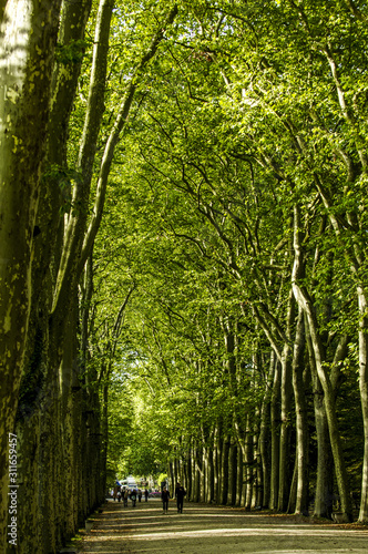 Vászonkép Platanen Allee, Frankreich, Loire-Tal, Chenonceaux