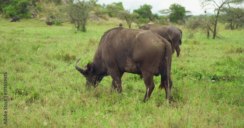 Cape Buffalo bull grazing in short grass. Cape Buffalo bull grazing in short grass.
