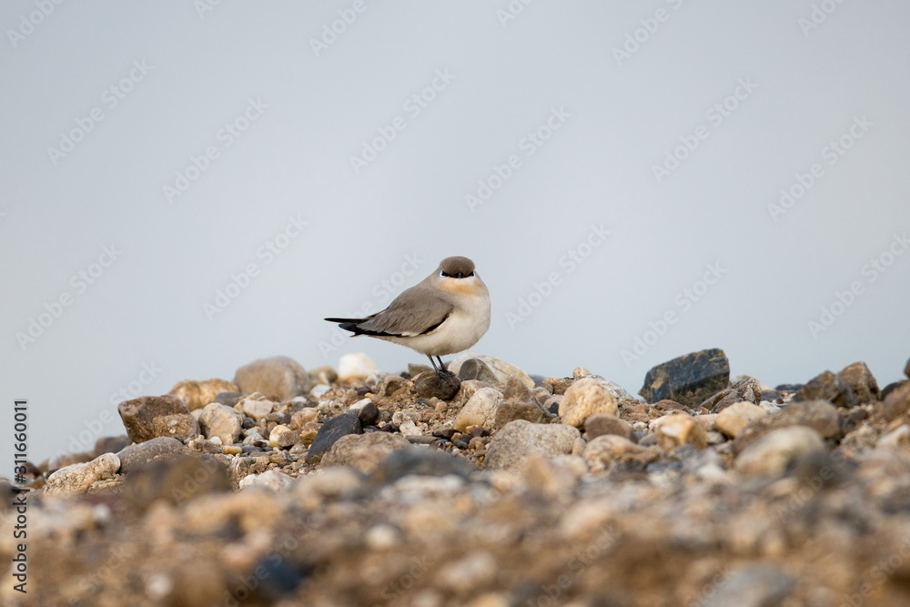 Beautiful Small pratincole or little pratincole or small India pratincole, low angle view, side shot, foraging insects in the morning on the sand bank cover with gravel on the beach of Thailand. Beautiful Small pratincole or little pratincole or small India pratincole, low angle view, side shot, foraging insects in the morning on the sand bank cover with gravel on the beach of Thailand.