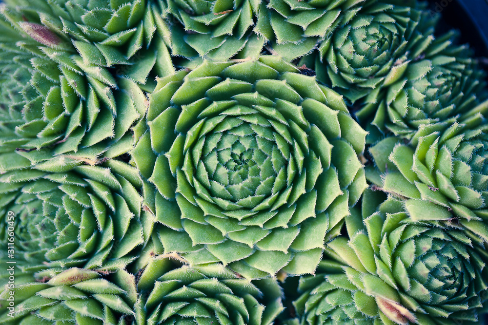 Fototapeta premium Succulent Macro shot - natural plants