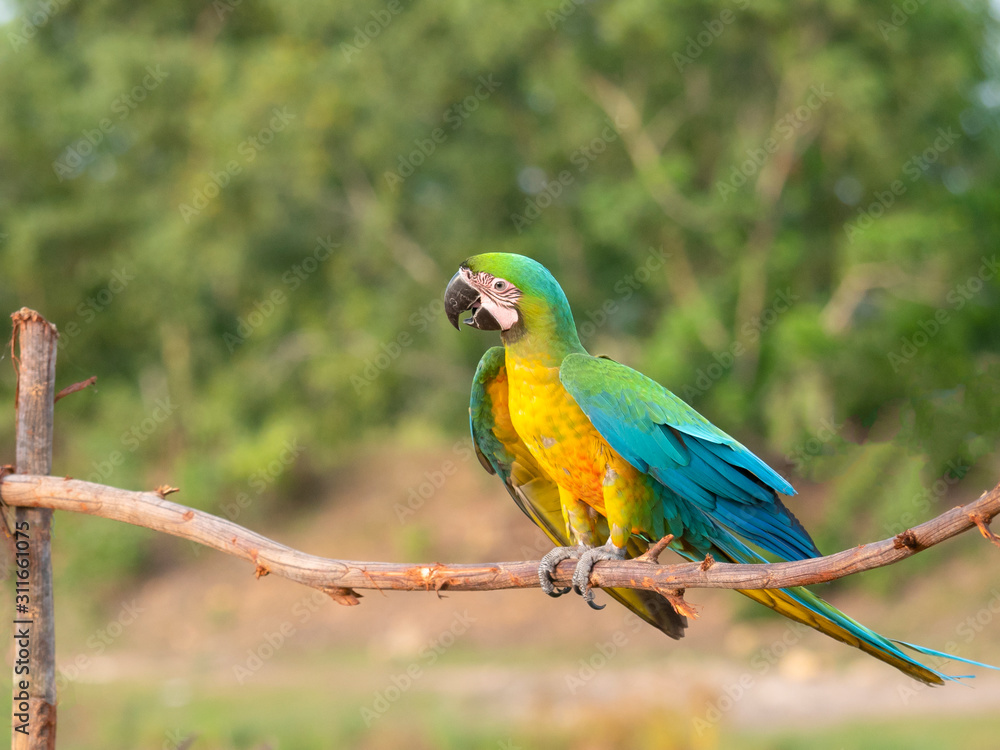 Macaw bird on branches in the forest