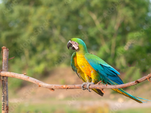 Macaw bird on branches in the forest