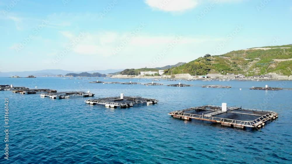 宇和島養殖種類: 宇和島魚市場 – TYZD