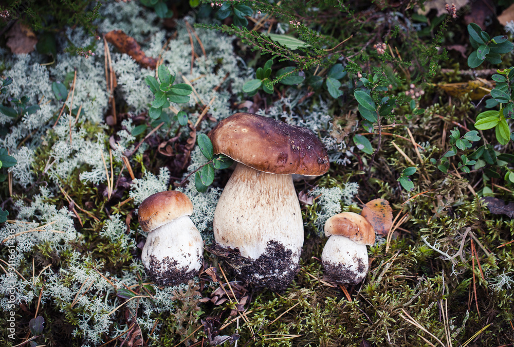 Fototapeta premium Wild raw boletus mushroom in Latvian forest