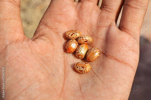 castor beans on hand ,castor oil bean close up,seeds view of castor, castor oil beans