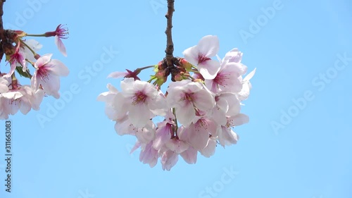 桜と青空 4K / Cherry blossoms with the blue sky photo