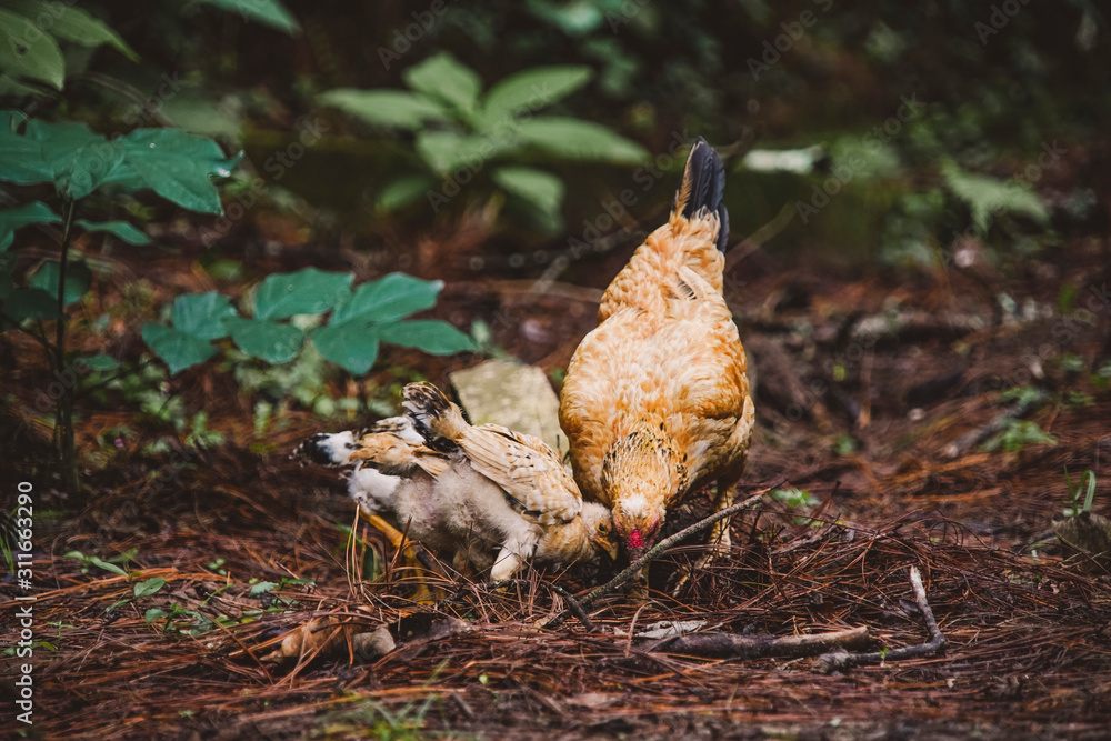 A flock of chickens roam freely in a lush green A flock of chickens roam freely in a lush green