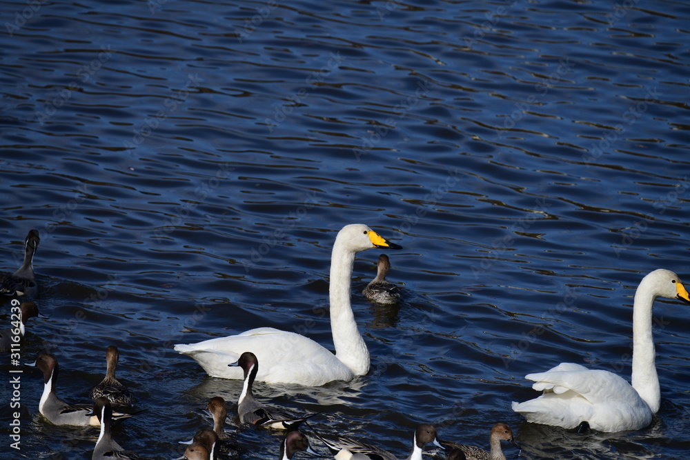 Naklejka premium オオハクチョウの成鳥、冬の朝。日本、千葉県、2019年12月